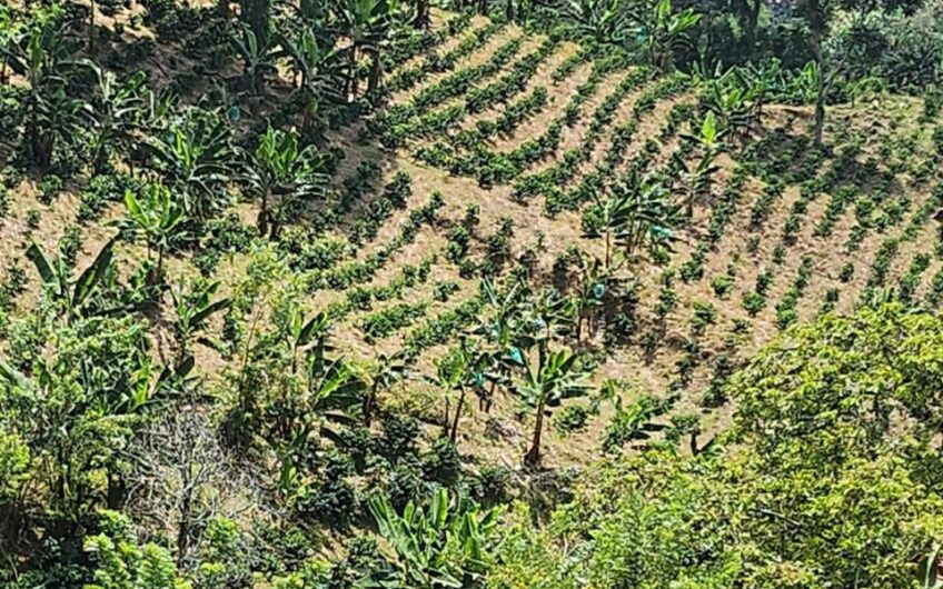 Finca Productiva para la Venta – Belén de Umbría