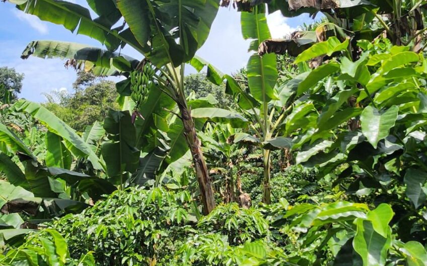 Finca Productiva para la Venta – Belén de Umbría