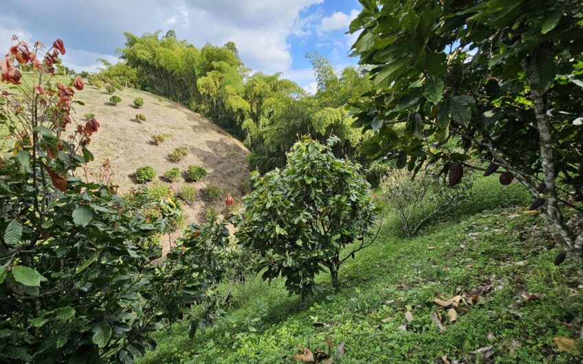 Finca Para la venta, Circasia- Quindio