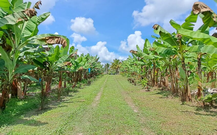 Finca para la Venta en la Tebaida – Quindío