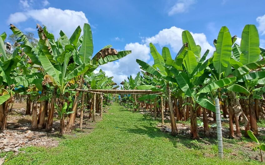 Finca para la Venta en la Tebaida – Quindío
