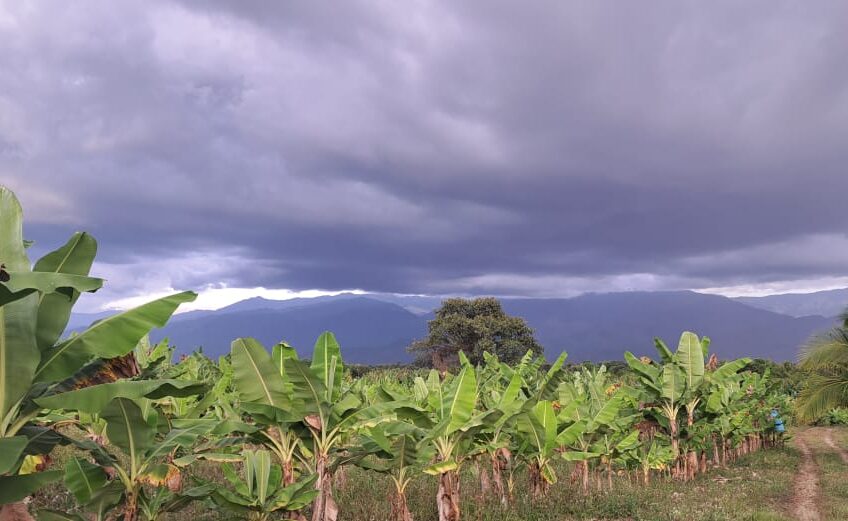 Finca para la Venta en la Tebaida – Quindío