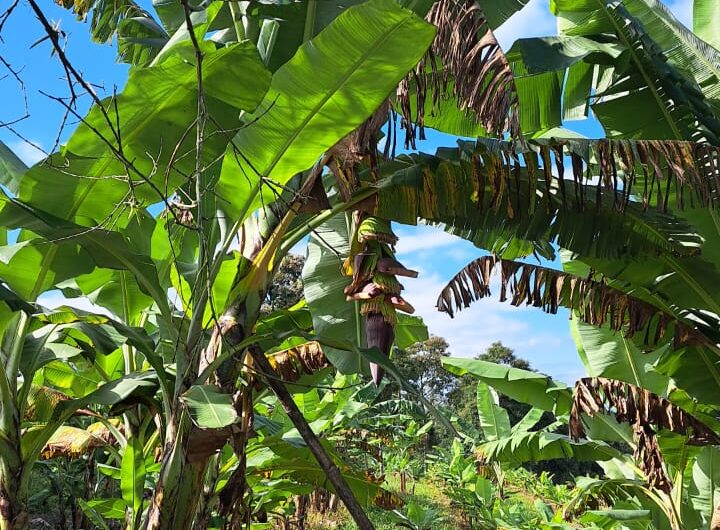 Finca para la Venta en la Tebaida – Quindío