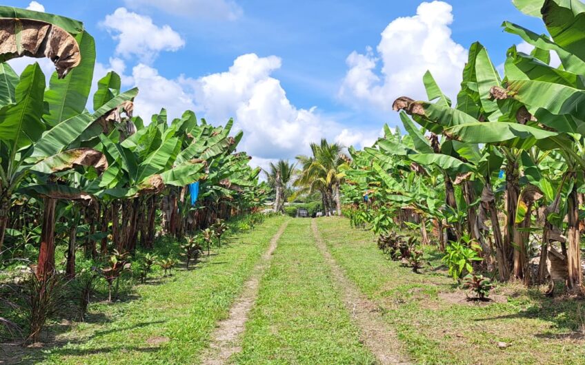 Finca para la Venta en la Tebaida – Quindío