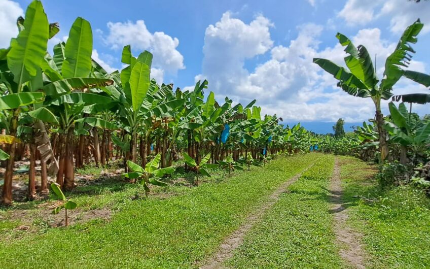 Finca para la Venta en la Tebaida – Quindío
