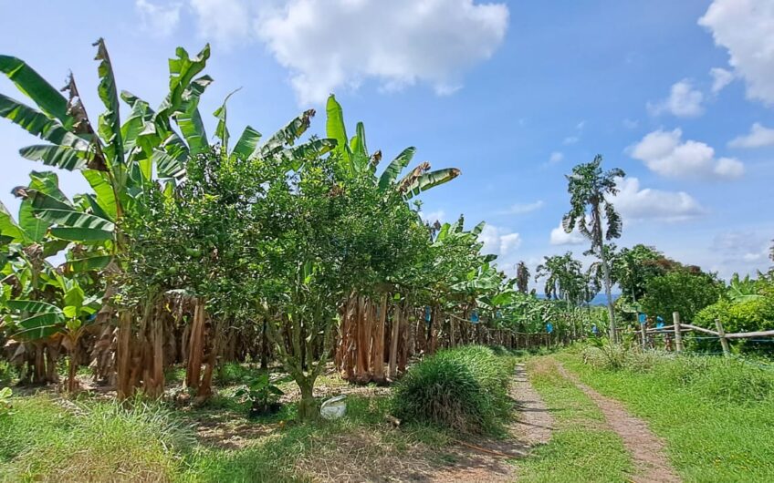 Finca para la Venta en la Tebaida – Quindío