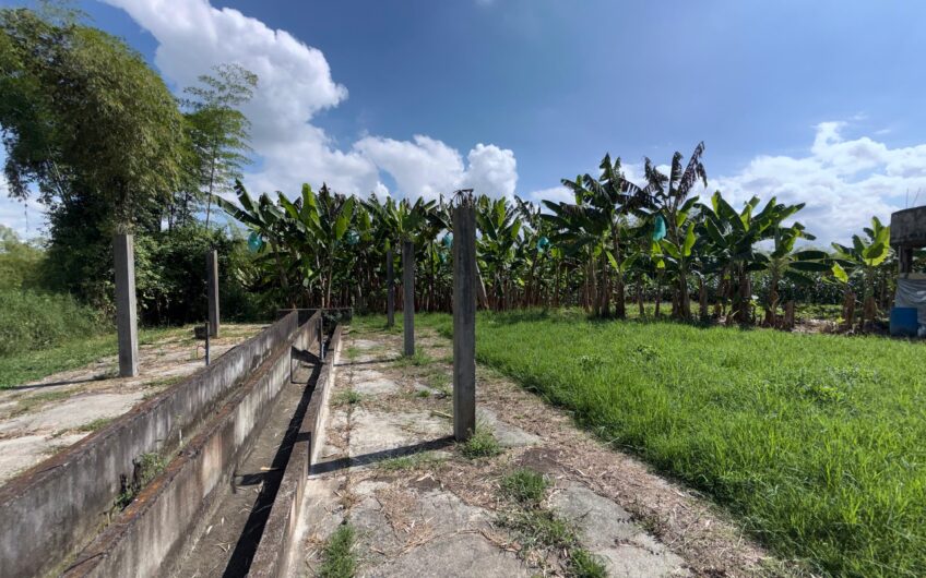 Lote Campestre para la Venta en el sector Murillo vía la Tebaida