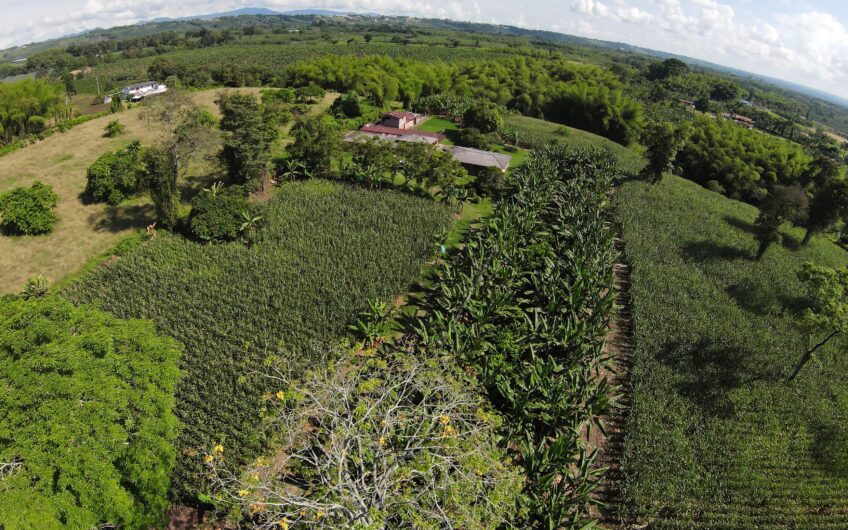 Lote Campestre para la Venta en el sector Murillo vía la Tebaida
