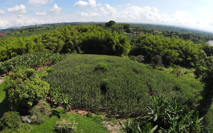 Lote Campestre para la Venta en el sector Murillo vía la Tebaida